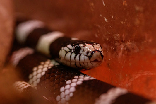 California Kingsnake