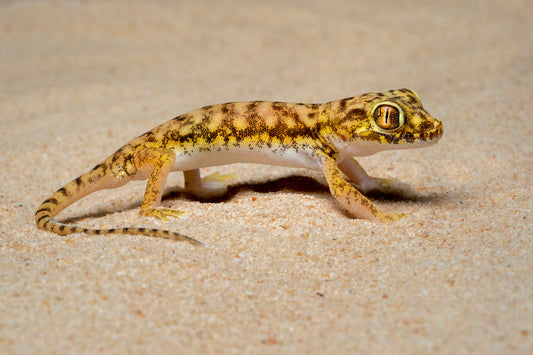 Dune Gecko
