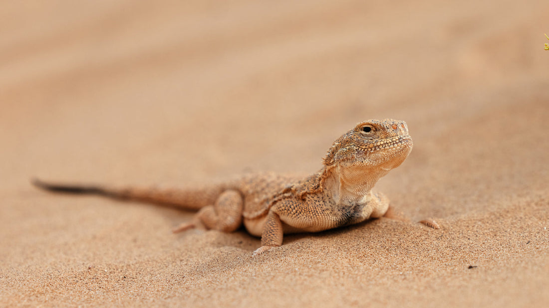 Giant Toad Headed Agama