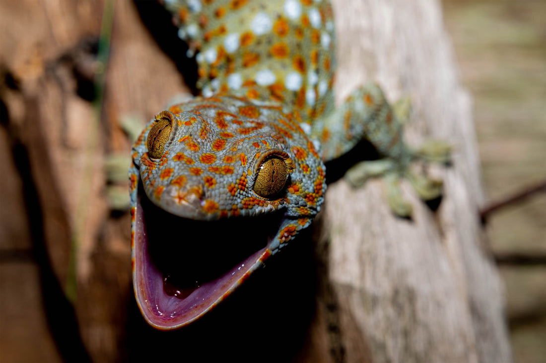 Tokay Gecko