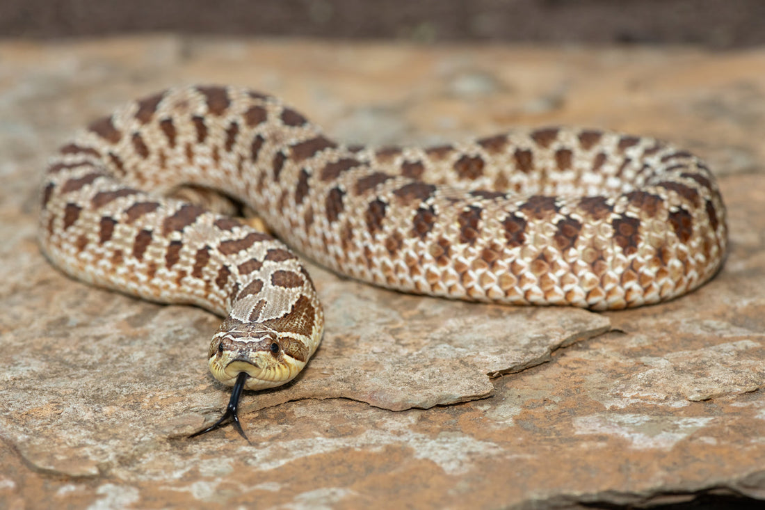 Western Hognose Snake