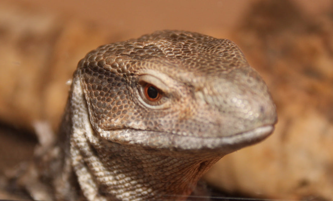 Bosc Monitor