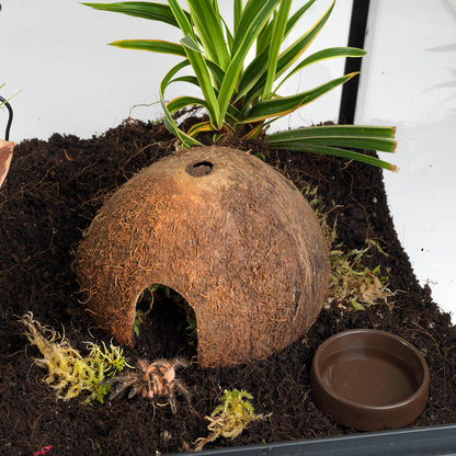 HabiStat Coconut Cave - Bermondsey Exotics