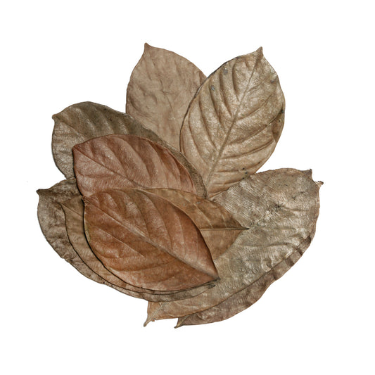 HabiStat Leaves