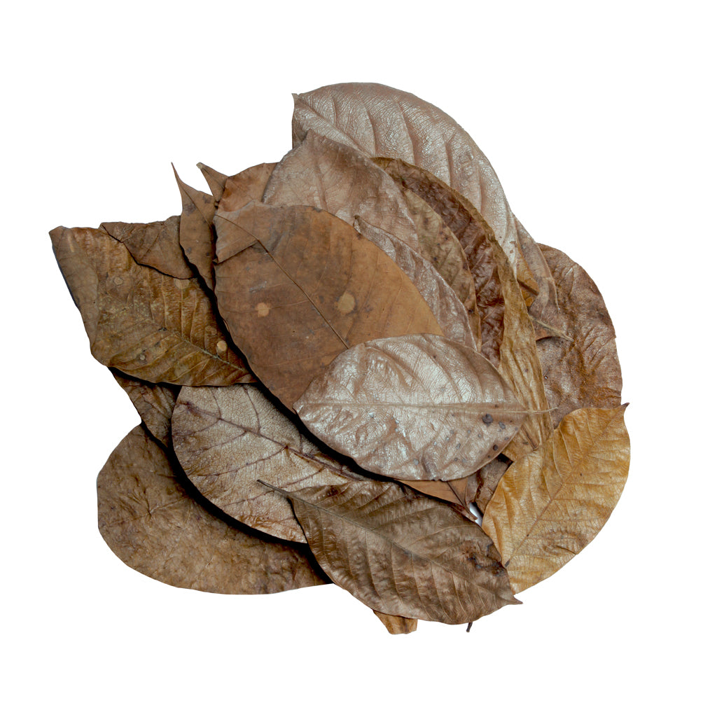 HabiStat Leaves