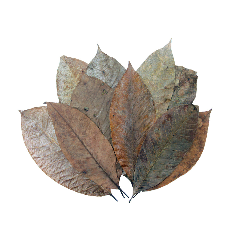 HabiStat Leaves