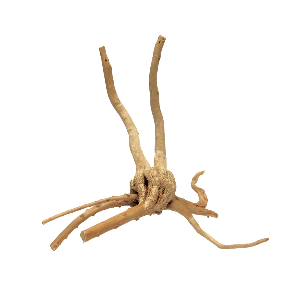 HabiStat Spider Root