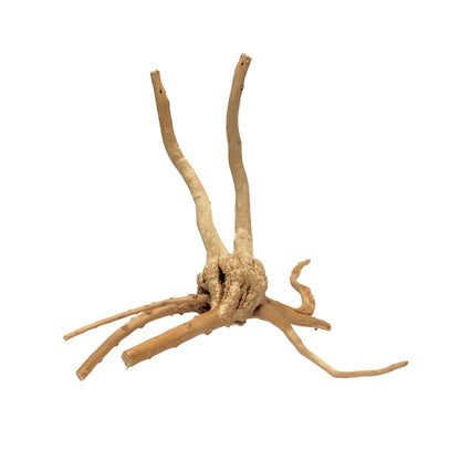 HabiStat Spider Root