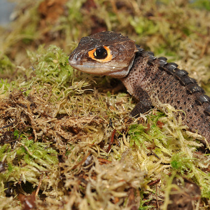 HabiStat Sphagnum Moss - Bermondsey Exotics